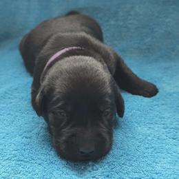 Lilac - Black female Labrador Retriever puppy in Caledonia, Ohio from 7Cs Labs