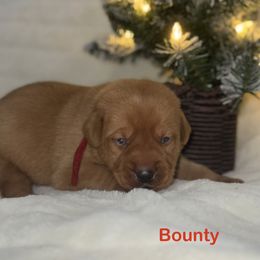 Bounty - Yellow male Labrador Retriever puppy in Tigard, Oregon from Morrison Labrador Retreivers