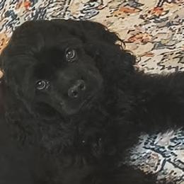 Cocker Spaniels from AKC Tweedledum Cocker Spaniel