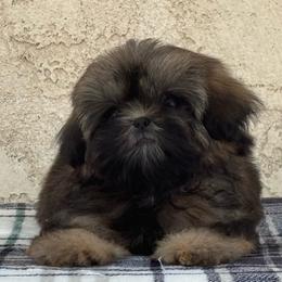 Princess Daisy - Gold female Shih Tzu puppy in Central, California from Ling Ling’s Shih Tzu