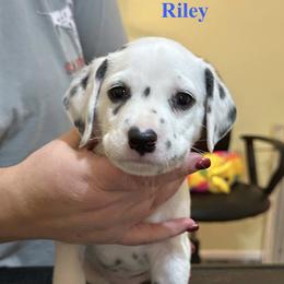 Riley - White and black male Dalmatian puppy in New Jersey from Prestige Dalmatians