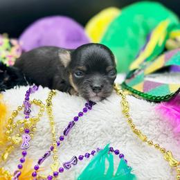 Captain - Black and tan male Chihuahua puppy in Lee Center, New York from Alfheim-Andromeda Chihuahua's (A &A's)