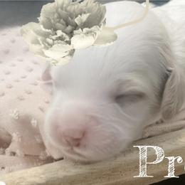 Goldendoodle Puppies from Graystone Doodles