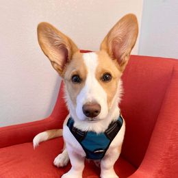 Ernie - Cardigan Welsh Corgi