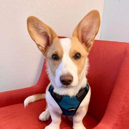 Ernie - Cardigan Welsh Corgi