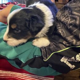 Australian Shepherd Puppies from Hayward aussies