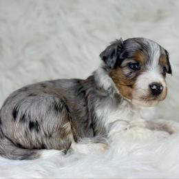 BMM8 - Blue merle male Aussiedoodle puppy in Prague, Oklahoma from Classic K9’s  Aussies & Doodles