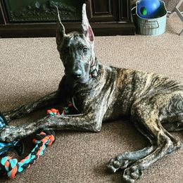 Great Dane Puppies from F&B Kennels
