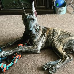 Great Dane Puppies from F&B Kennels