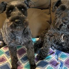 Miniature Schnauzer Puppies from Lakehouse Miniature Schnauzers of Southern Indiana