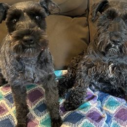Miniature Schnauzer Puppies from Lakehouse Miniature Schnauzers of Southern Indiana