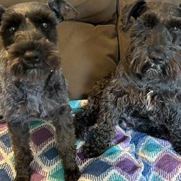 Miniature Schnauzer Puppies from Lakehouse Miniature Schnauzers of Southern Indiana