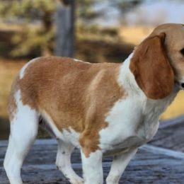 Beagle puppies from Tymber Lake Beagles