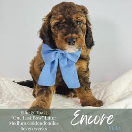 Encore - Phantom male Goldendoodle puppy in Paxville, South Carolina from Pack Street Pups