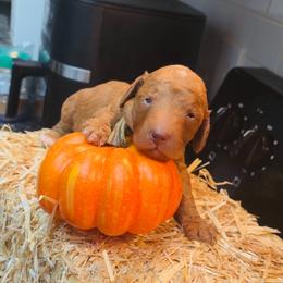 Boy 4 - Red  male Poodle puppy in Sandy Springs, Georgia from Amore’ Poodle Co.