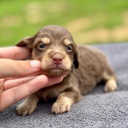 LINCOLN - Chocolate and tan male Dachshund puppy in Delano, Tennessee from Olive Branch Acres