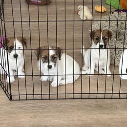 Russell Terrier Puppies from Whispering Cliffs Russell Terriers