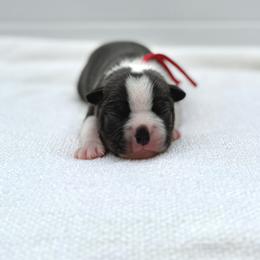 Charmander - Blue male Boston Terrier puppy in West Jefferson, Ohio from Kline Kennels