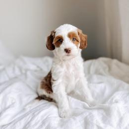 Buoy - Red  female Goldendoodle puppy in Syracuse, Indiana from The Doodle Cove