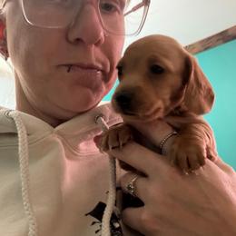 Pearl - Red female Dachshund puppy in St Johns, Arizona from Glamorous Doxies