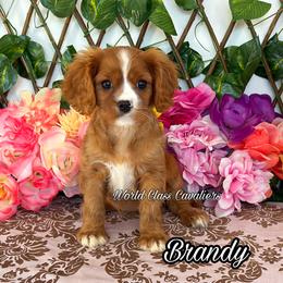Brandy - Ruby female Cavalier King Charles Spaniel puppy in Hollywood, Florida from World Class Cavaliers