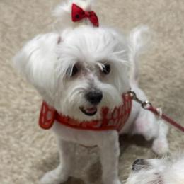Maltese puppies from Maltese Of Arizona