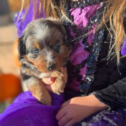 Ash - Blue merle female Assorted Doodle Crosses puppy in Randolph, Utah from Dry Canyon Pups