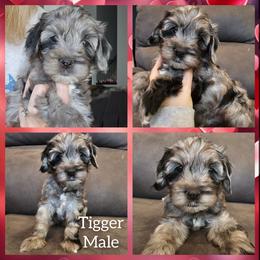 Tigger - Merle male Cockapoo puppy in Zanesville, Ohio from Oodles of Doodles & Poos