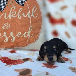 Black and Cream - Black and cream male Dachshund puppy in West Plains, Missouri from Spring Creek Dachshunds