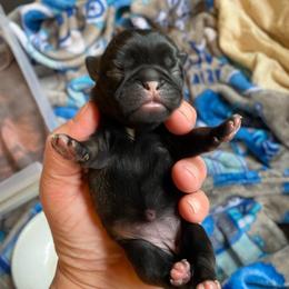 Callisto 'Callie' Dark fawn girl 2 - Fawn female Pug puppy in Onalaska, Washington from Cupid’s Pugs