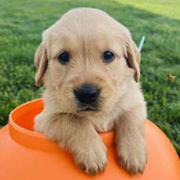 Brooklyn - Golden female Golden Retriever puppy in Blackfoot, Idaho from Ivy’s Goldens