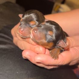 Yorkshire Terrier puppies from Graham’s Danes