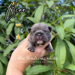 Lorcan Salvaterre - Blue male French Bulldog puppy in Loxahatchee, Florida from Blue Wonder Frenchies