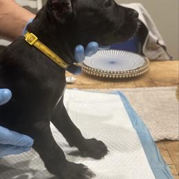 Yellow Canary - Black female Cane Corso puppy in Lubbock, Texas from Hub City Kennel