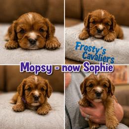 Mopsy - Ruby female Cavalier King Charles Spaniel puppy in London, Arkansas from Frosty’s Cavaliers