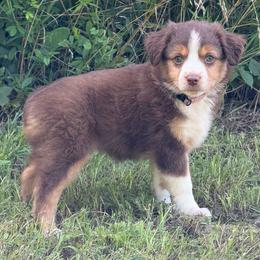 RTF - Pink collar - Red tri female Miniature Australian Shepherd puppy in Natural Dam, Arkansas from Natural State Aussies