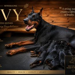 Girl2 - Black and rust female Doberman Pinscher puppy in Columbia, Maryland from Storm Cloud Doberman