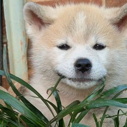 Boy 2 - Red male Japanese Akitainu puppy in South Carolina from Sierra Mountain Akitas