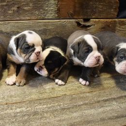 Bulldogs from Bregs Bulldogs