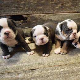 Bulldogs from Bregs Bulldogs