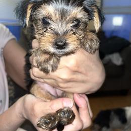 Baby - Black and tan female Yorkshire Terrier puppy in Boston, Massachusetts from Little Yorkes of Boston