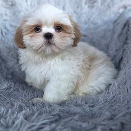 SALE - Biscuit - White male Shih Tzu puppy in Waynesboro, Pennsylvania from Big Win Shih Tzus