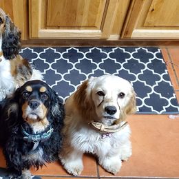 Cocker Spaniels from Middernaught