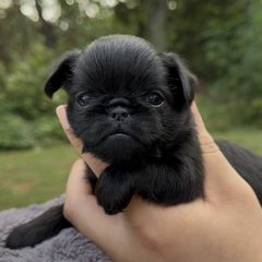 George - Black male Brussels Griffon puppy in Oklahoma from Lavish Griffons