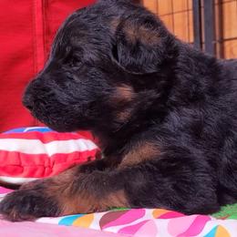 Wesley - Green Collar - Black and red male German Shepherd puppy in Charlotte, North Carolina from Zuflucht K9s