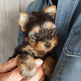 Boy 2 - Black and tan male Yorkshire Terrier puppy in Jamestown, Tennessee from Green Ridge
