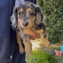 Sally - Dapple female Dachshund puppy in Moreno Valley, California from rdachshunds