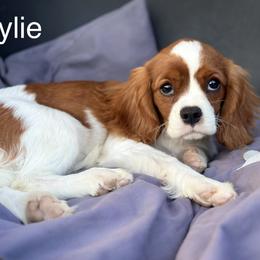 Cavalier King Charles Spaniel Puppies from Hungarian Cavaliers of Nashville