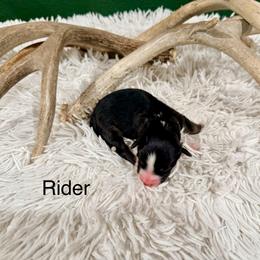 Rider - Black tri-color female Australian Shepherd puppy in Vernal, Utah from Dancing M Kennels