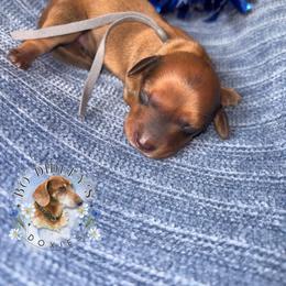 Patriot - Red male Dachshund puppy in Clarksdale, Mississippi from Bo Didley's Doxies